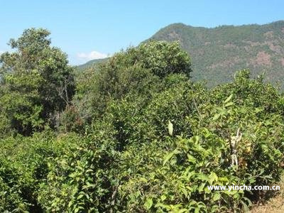 西双版纳傣族自治州普洱茶：产品质量、与功效全面解析
